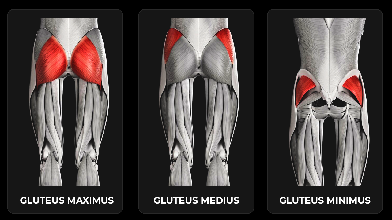 The Optimal Glute Routine: A Practical, Science-Backed Guide